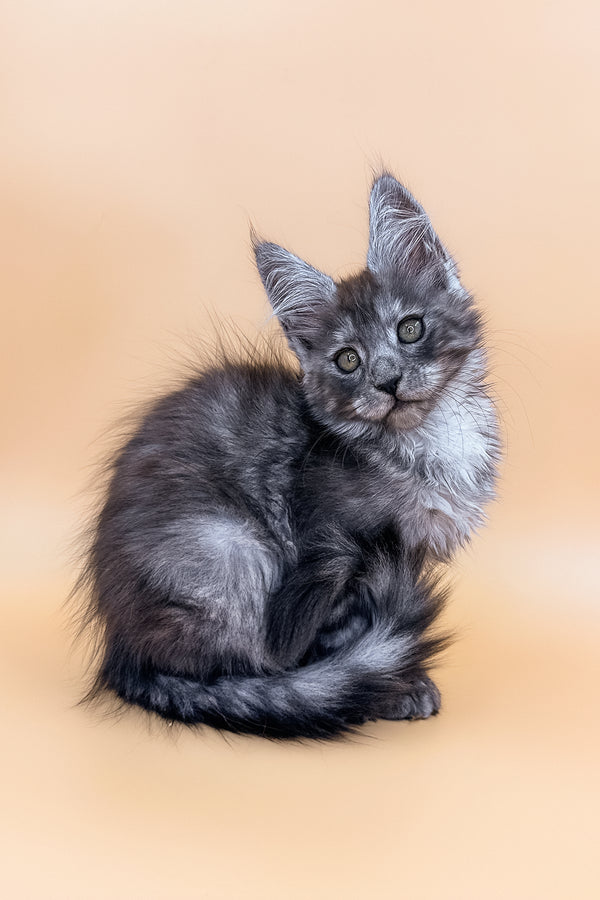 Xandra | Maine Coon Kitten