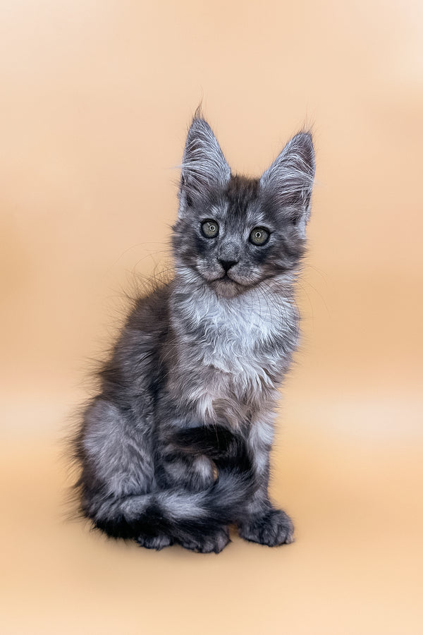 Xandra | Maine Coon Kitten