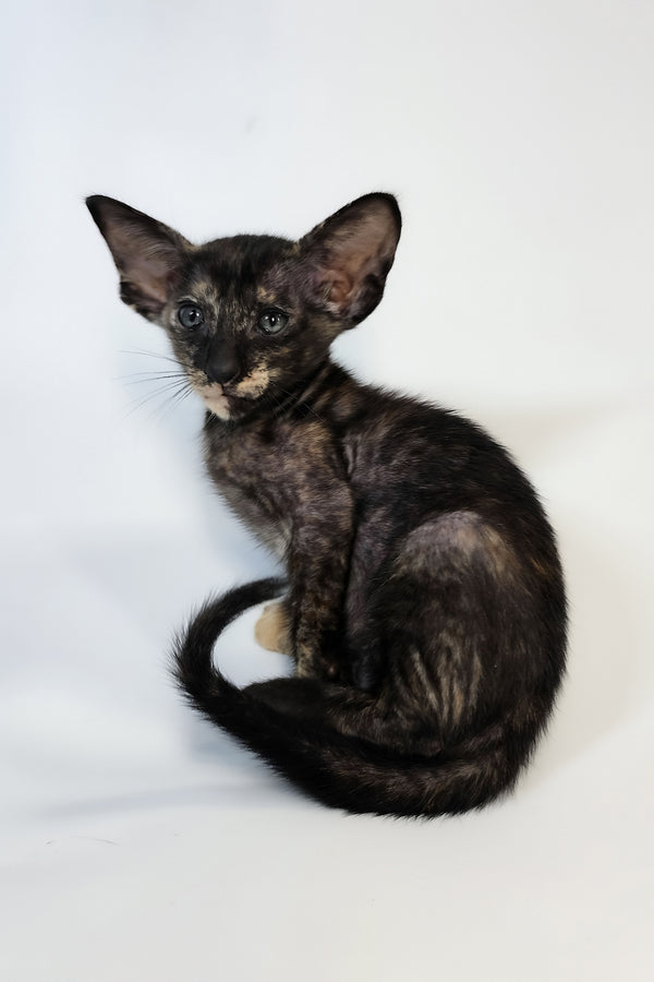 Xandra | Oriental Shorthair Kitten