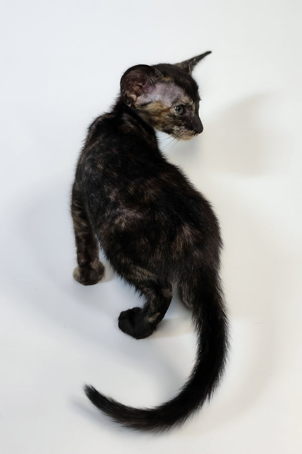 Xandra | Oriental Shorthair Kitten