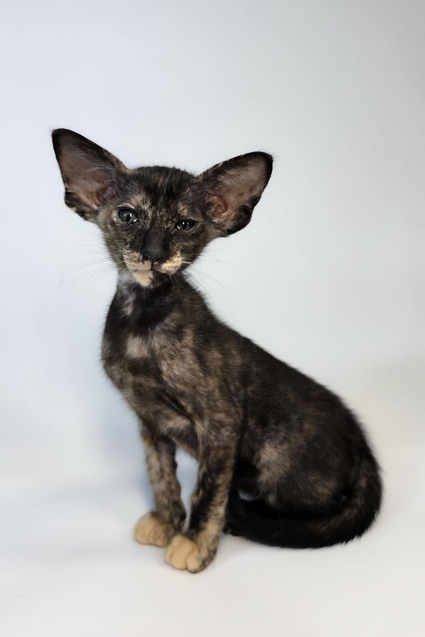 Xandra | Oriental Shorthair Kitten