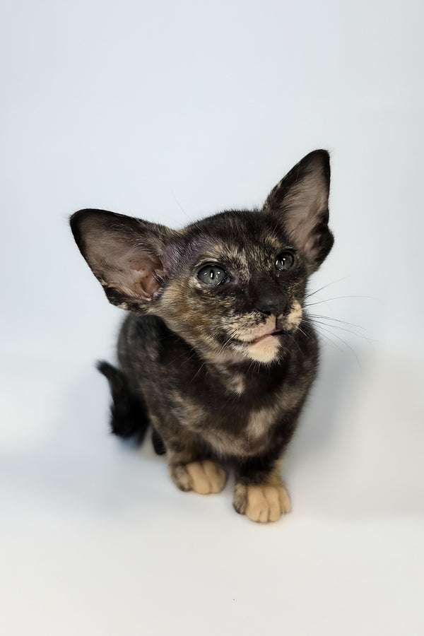 Xandra | Oriental Shorthair Kitten
