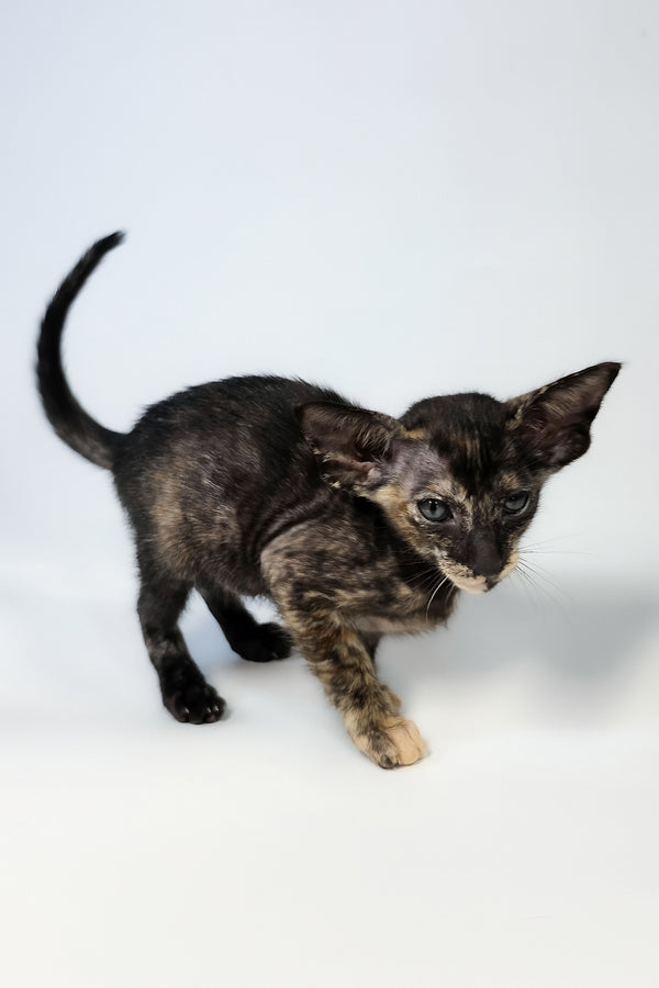 Xandra | Oriental Shorthair Kitten