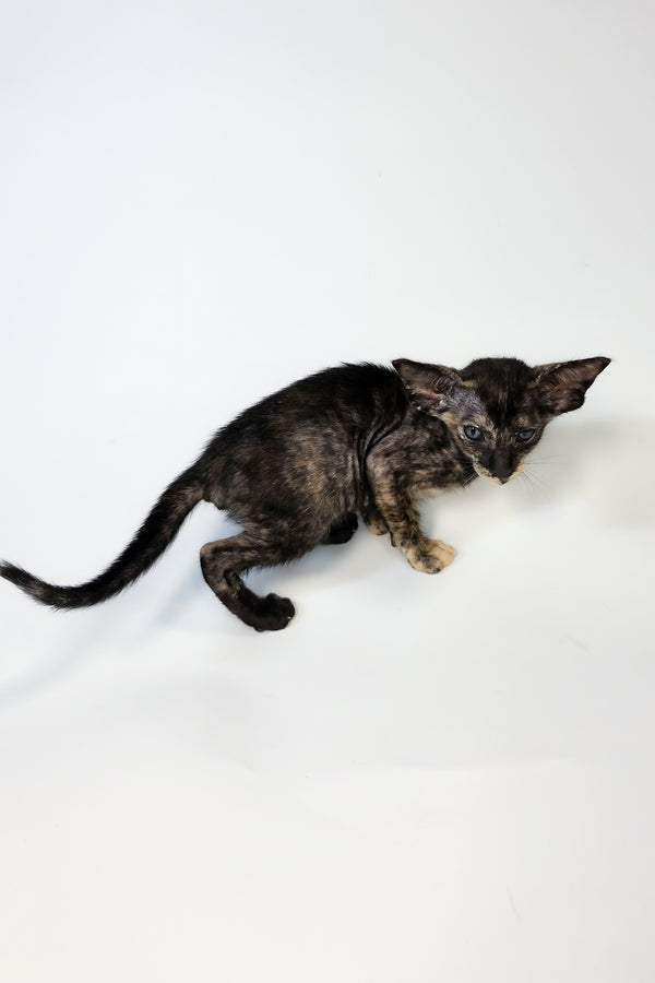 Xandra | Oriental Shorthair Kitten
