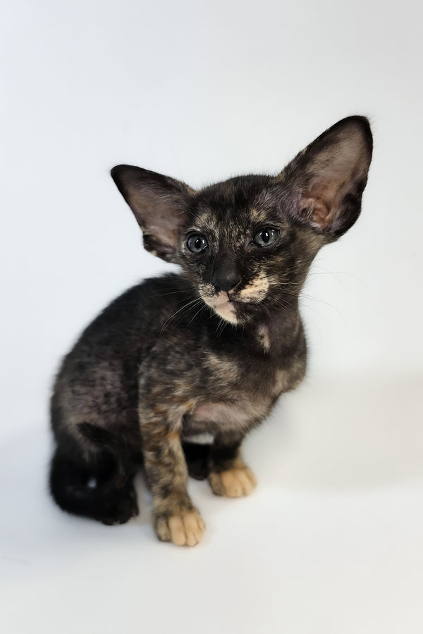 Xandra | Oriental Shorthair Kitten
