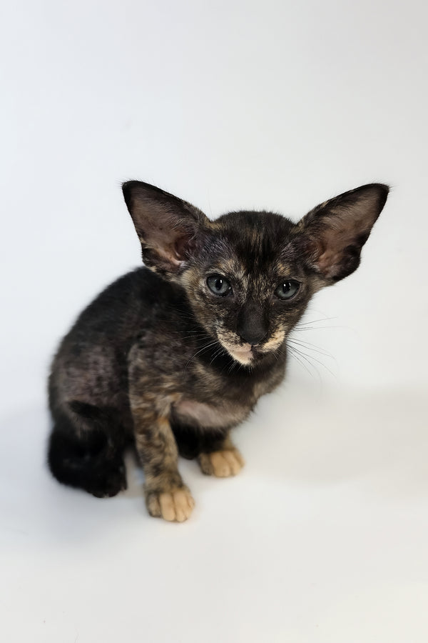 Xandra | Oriental Shorthair Kitten