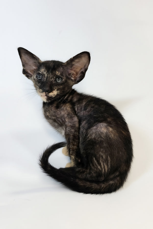 Xandra | Oriental Shorthair Kitten
