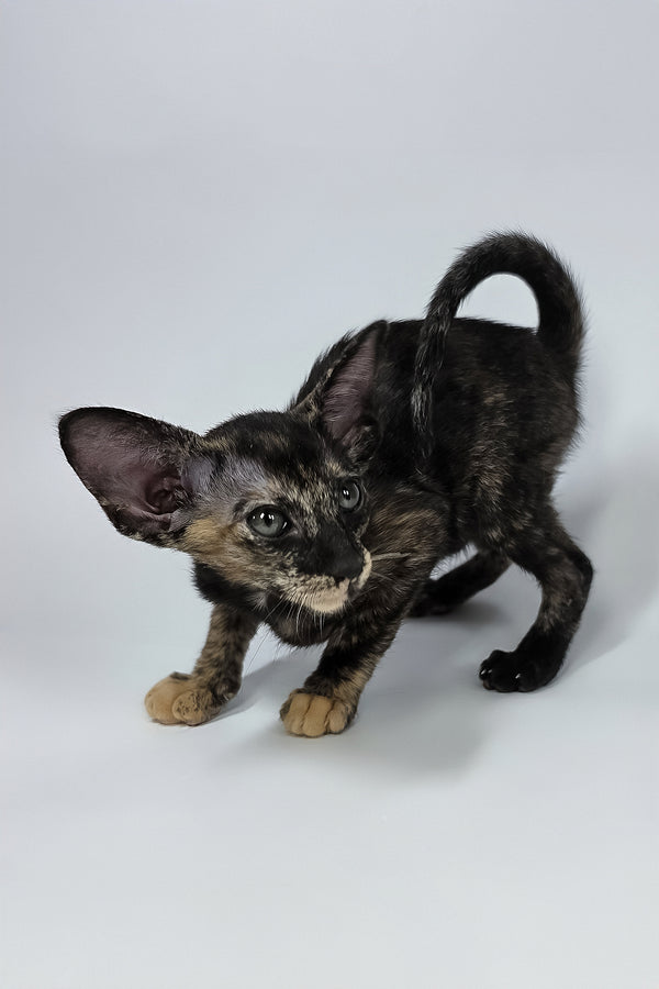 Xandra | Oriental Shorthair Kitten