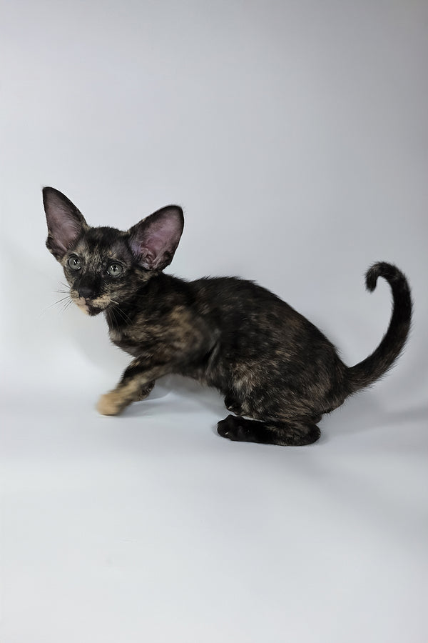 Xandra | Oriental Shorthair Kitten