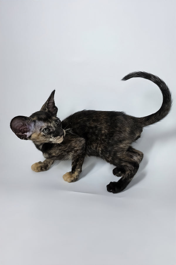 Xandra | Oriental Shorthair Kitten