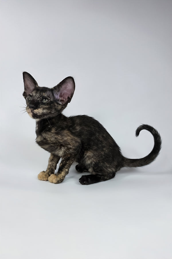 Xandra | Oriental Shorthair Kitten