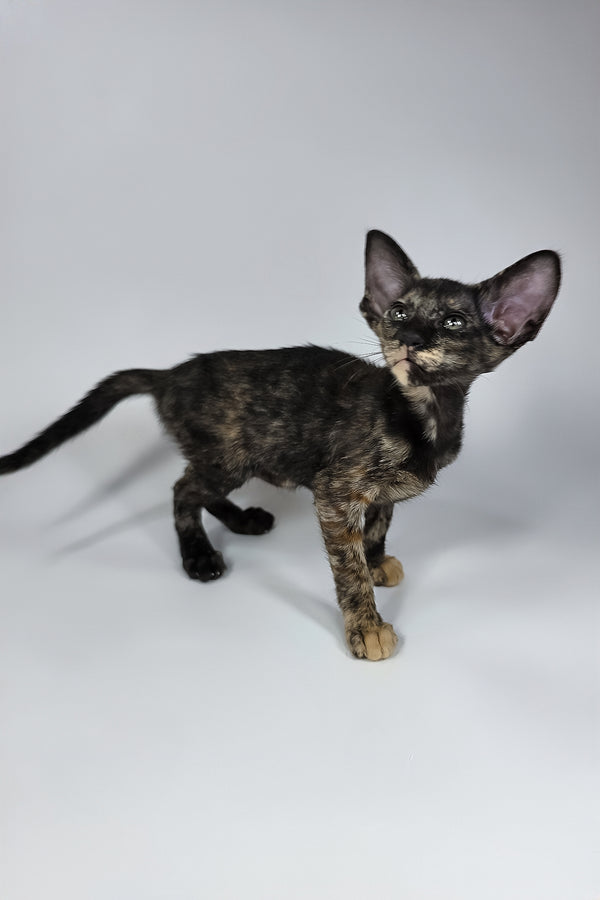 Xandra | Oriental Shorthair Kitten