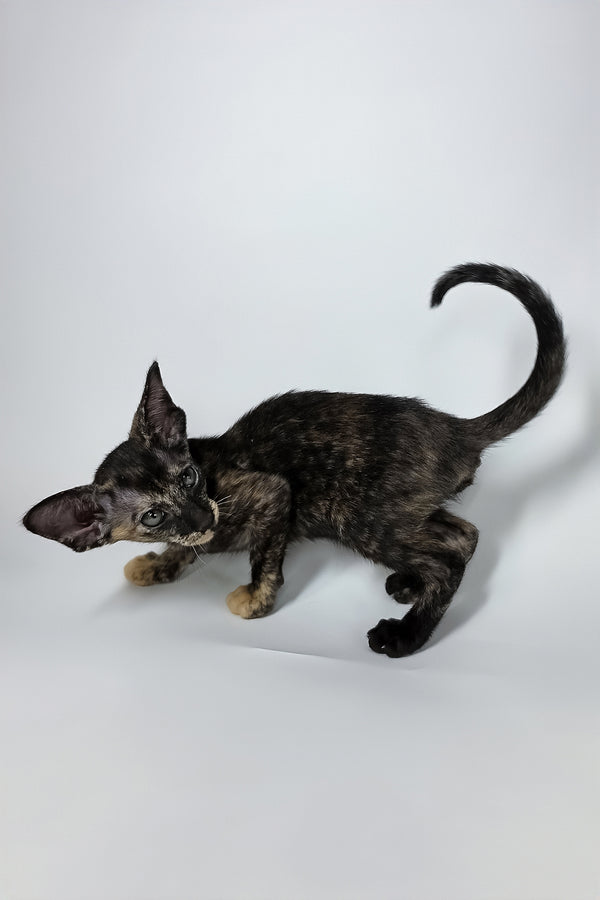 Xandra | Oriental Shorthair Kitten