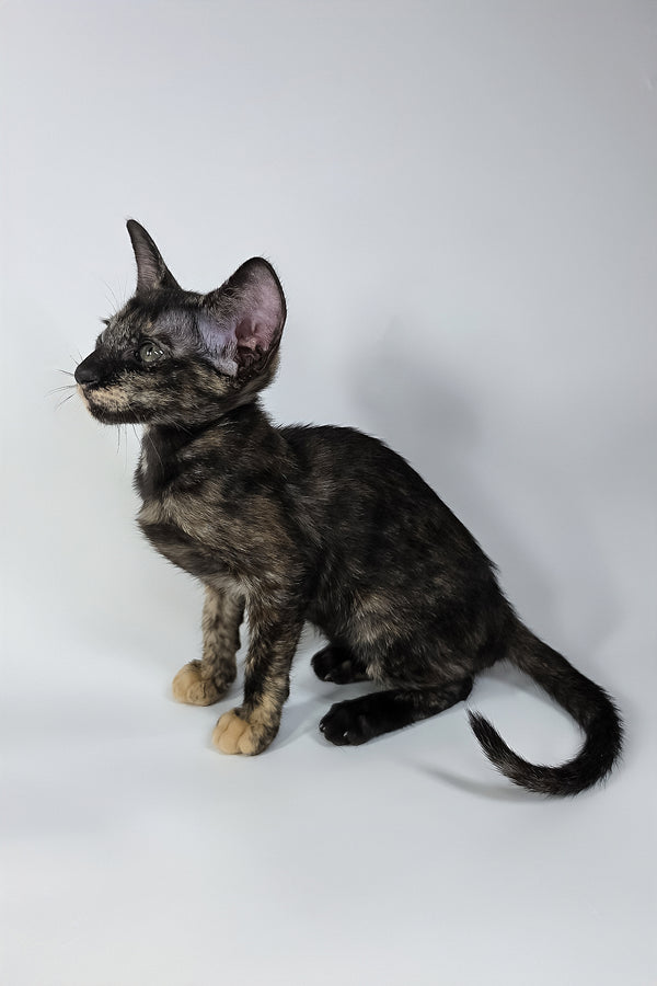 Xandra | Oriental Shorthair Kitten