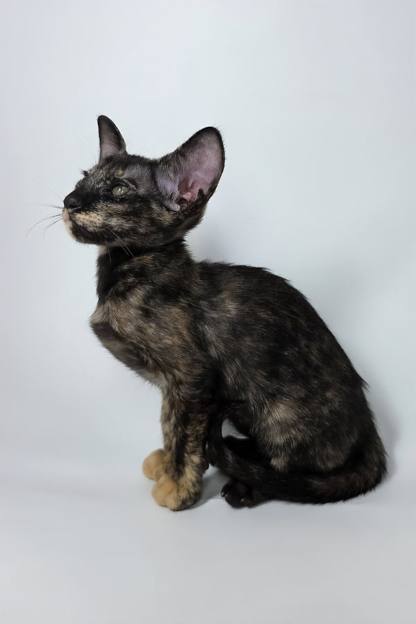 Xandra | Oriental Shorthair Kitten