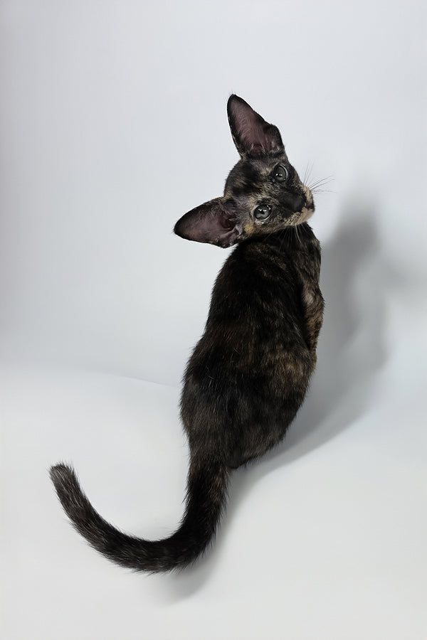 Xandra | Oriental Shorthair Kitten