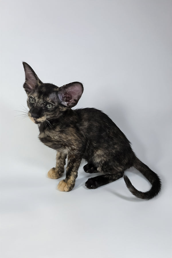 Xandra | Oriental Shorthair Kitten