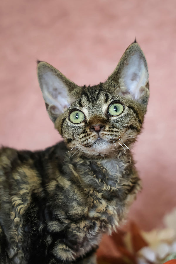 Xanti | Devon Rex Kitten