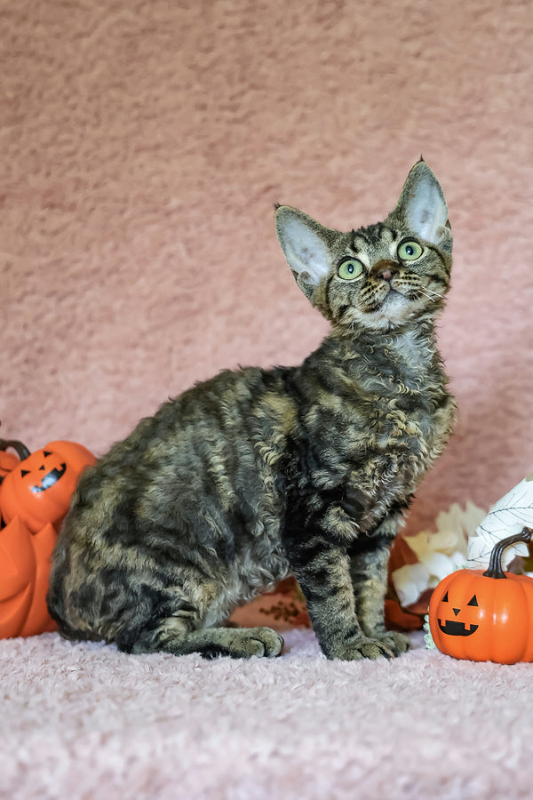 Xanti | Devon Rex Kitten