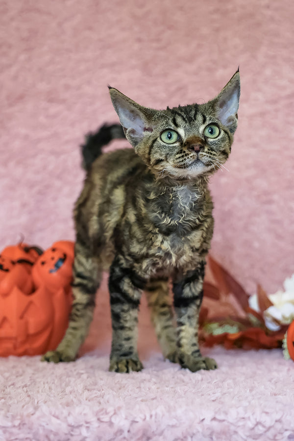 Xanti | Devon Rex Kitten