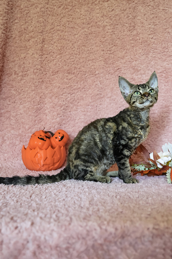 Xanti | Devon Rex Kitten
