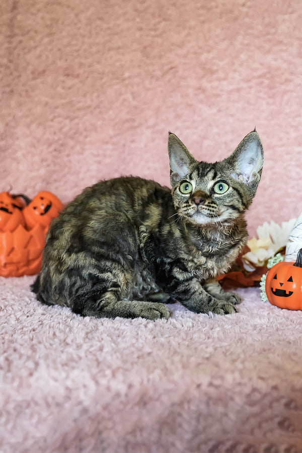 Xanti | Devon Rex Kitten