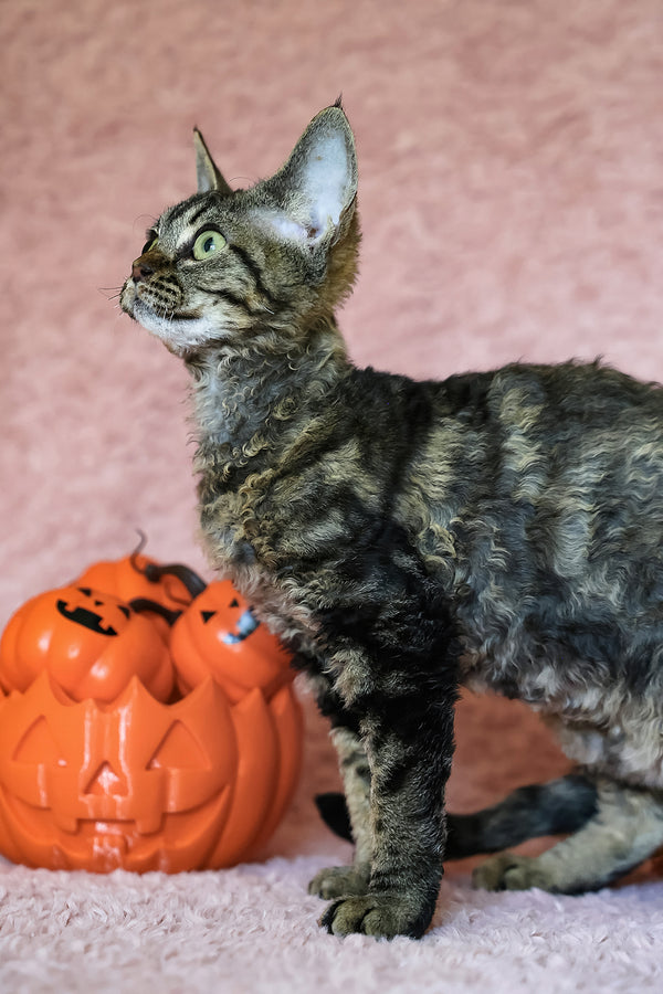 Xanti | Devon Rex Kitten