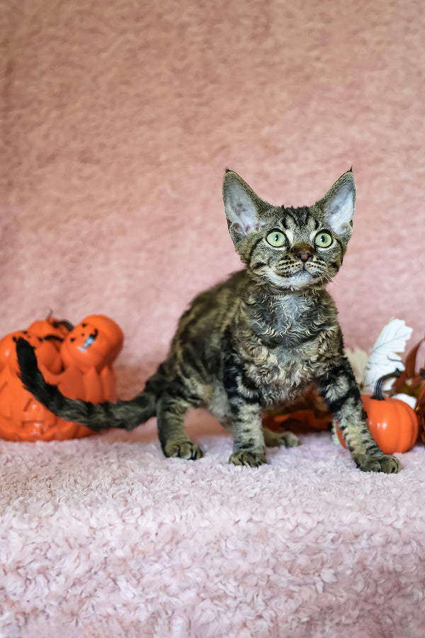Xanti | Devon Rex Kitten