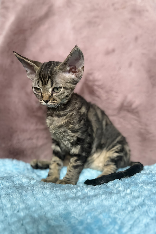 Xanti | Devon Rex Kitten