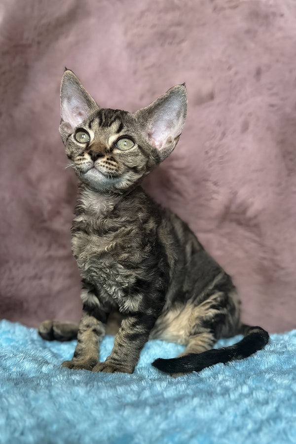 Xanti | Devon Rex Kitten
