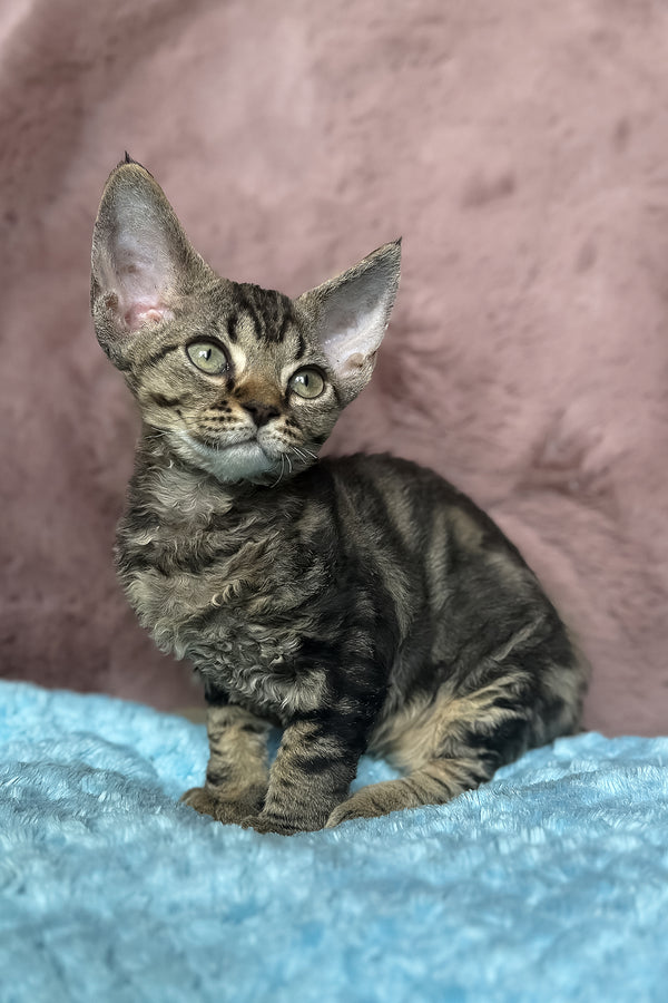 Xanti | Devon Rex Kitten