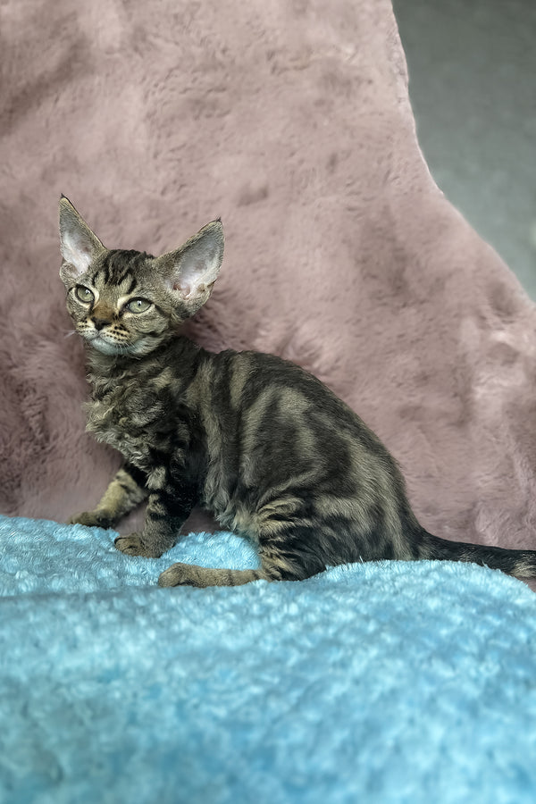 Xanti | Devon Rex Kitten