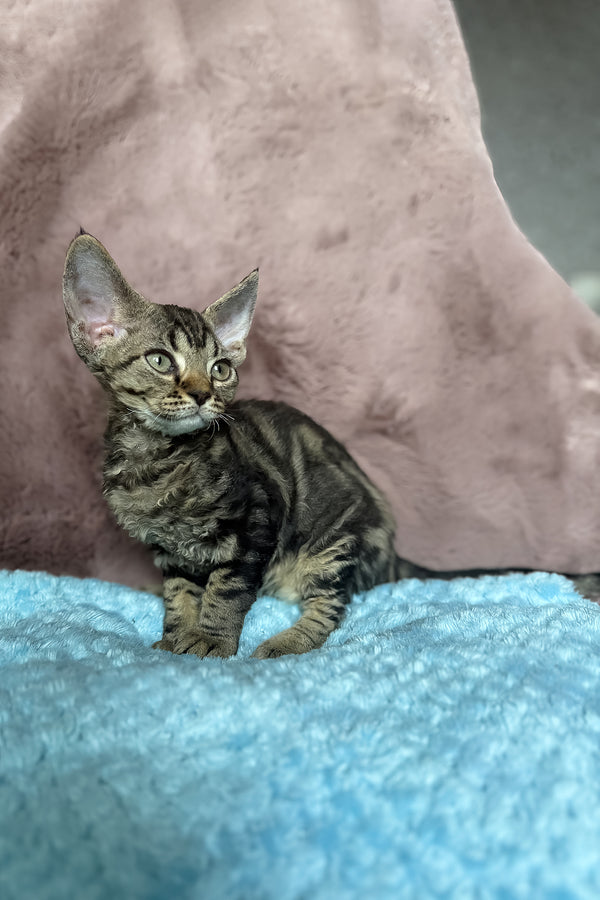 Xanti | Devon Rex Kitten