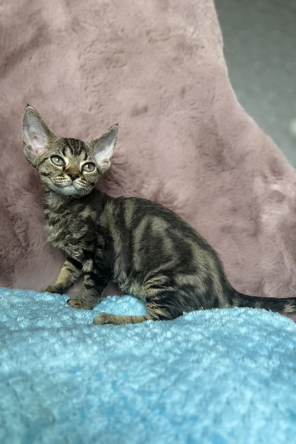 Xanti | Devon Rex Kitten