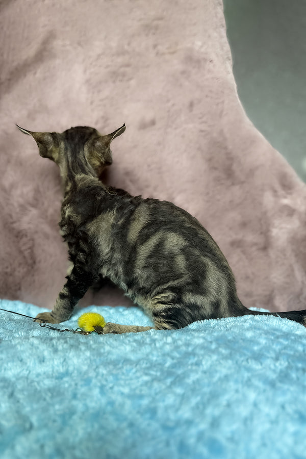 Xanti | Devon Rex Kitten