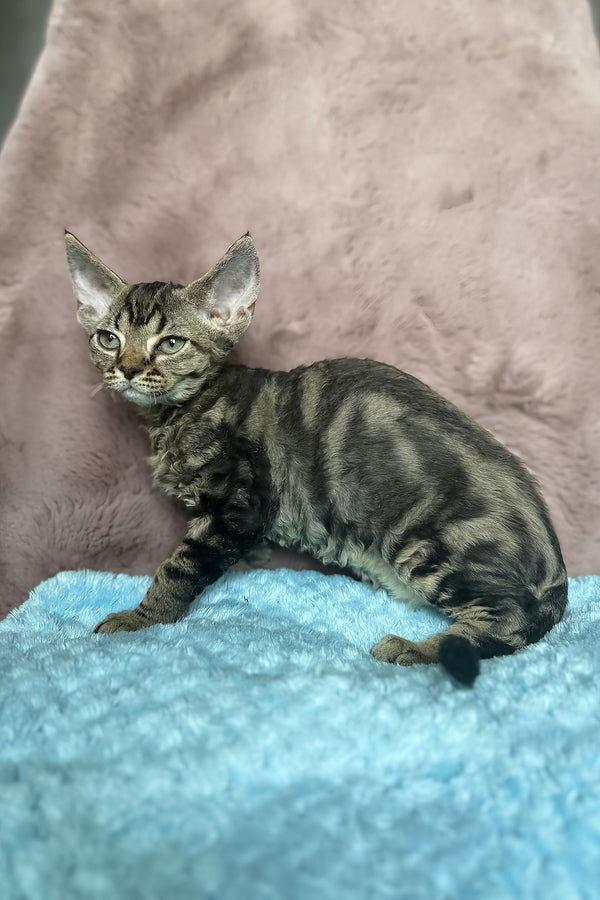 Xanti | Devon Rex Kitten