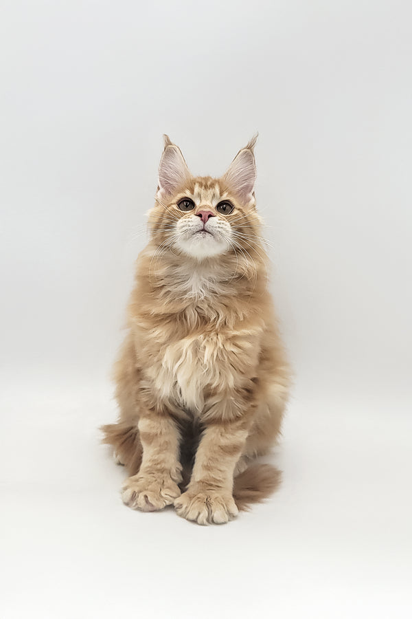 Xavi | Maine Coon Kitten