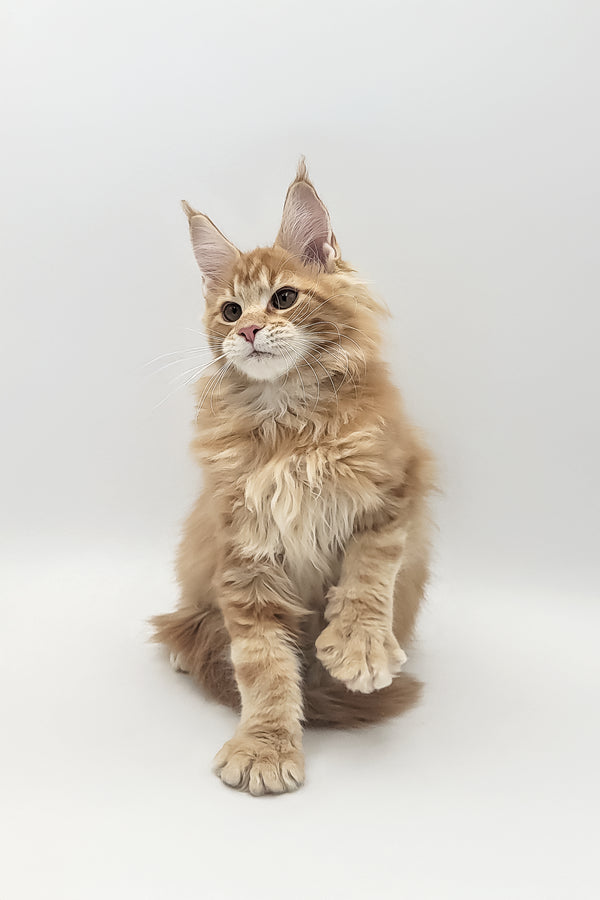 Xavi | Maine Coon Kitten