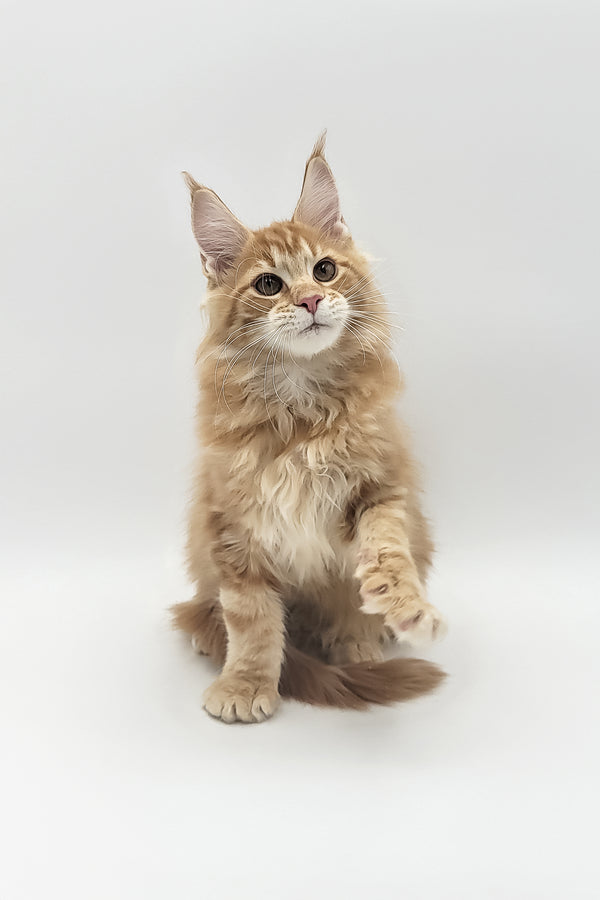 Xavi | Maine Coon Kitten