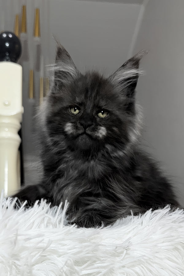 Xavi | Maine Coon Kitten