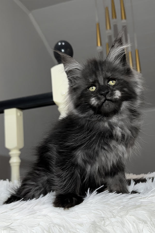 Xavi | Maine Coon Kitten