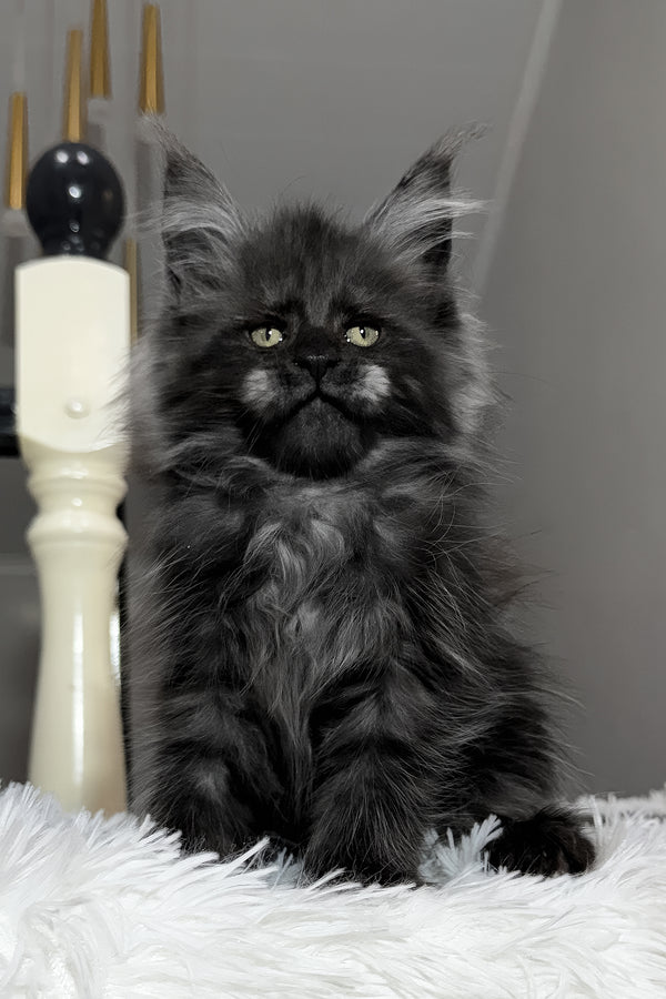 Xavi | Maine Coon Kitten