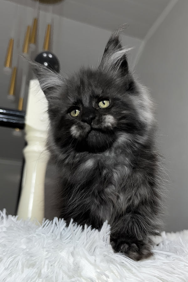 Xavi | Maine Coon Kitten