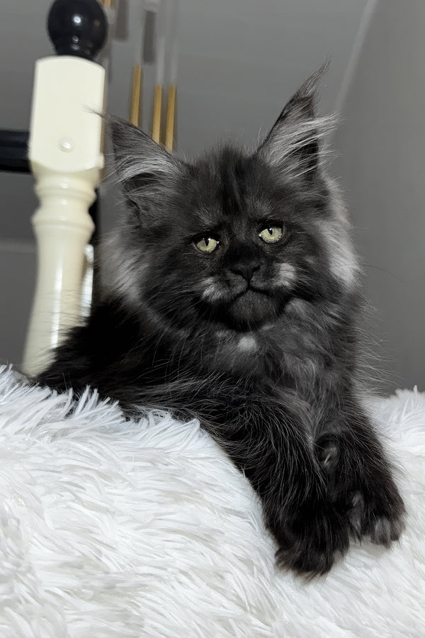 Xavi | Maine Coon Kitten
