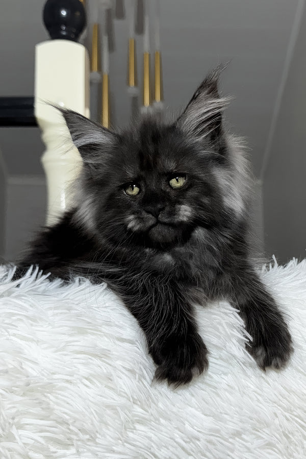 Xavi | Maine Coon Kitten