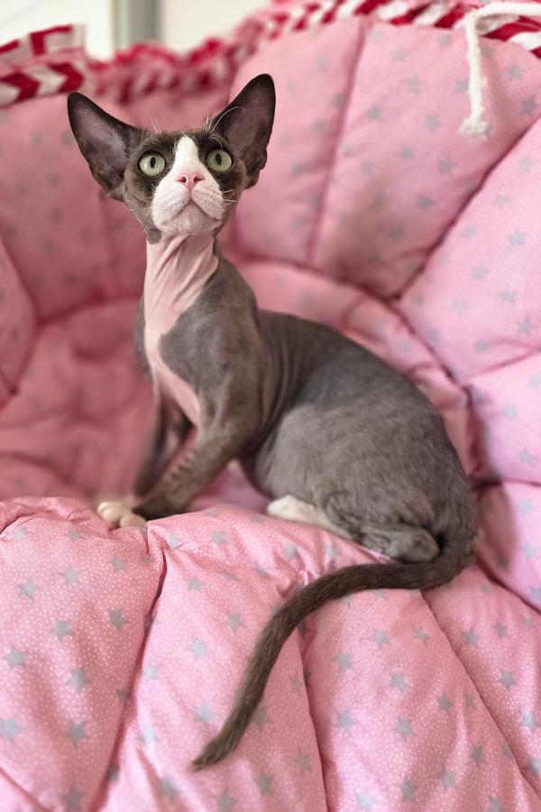 Xavier | Devon Rex Kitten