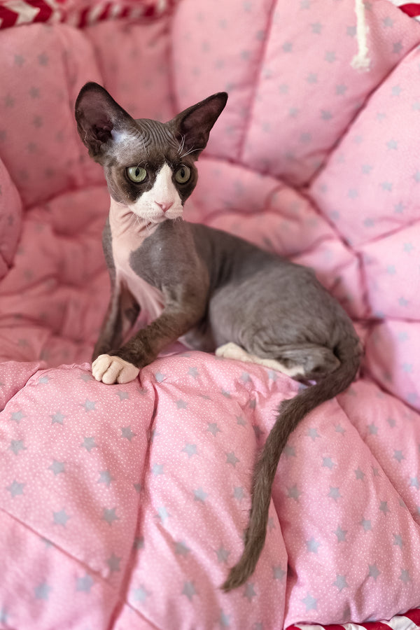 Xavier | Devon Rex Kitten