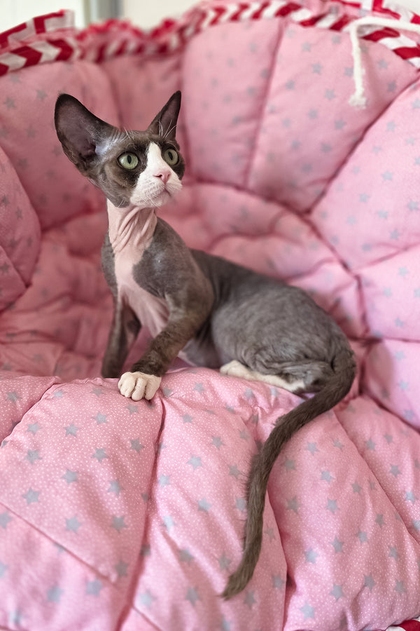 Xavier | Devon Rex Kitten