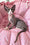 Xavier | Devon Rex Kitten