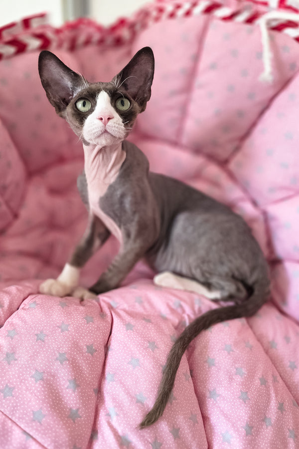 Xavier | Devon Rex Kitten
